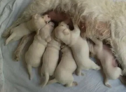 Cachorro ra a vira lata idade  nome filhotes