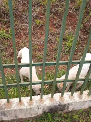 Cachorro raça SRD idade 2 anos nome nã tem