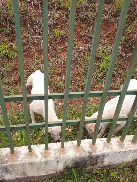 Cachorro ra a SRD idade 2 anos nome nã tem