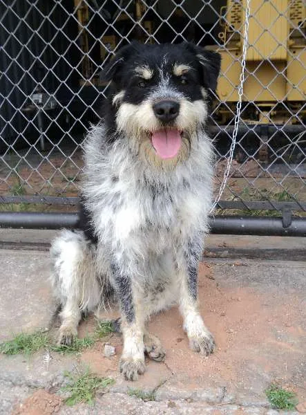 Cachorro ra a SRD idade 2 anos nome Gergelim