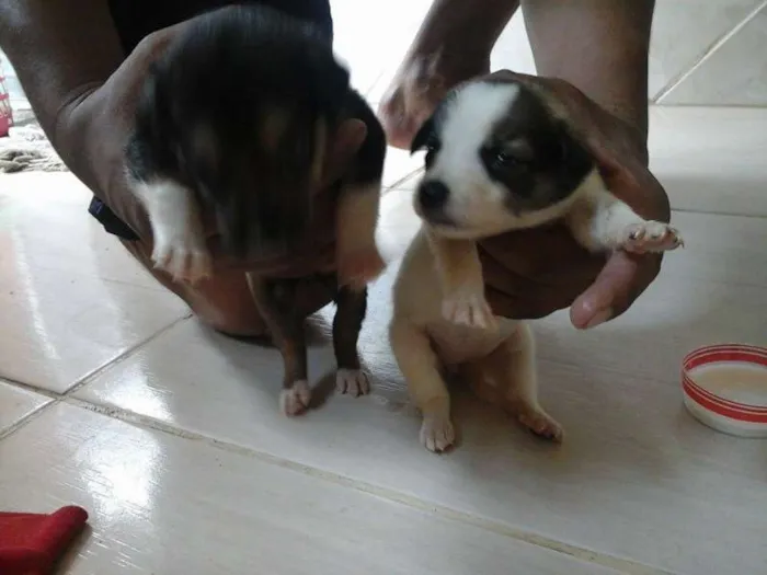 Cachorro raça  idade Abaixo de 2 meses nome filhotes