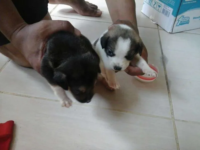 Cachorro raça  idade Abaixo de 2 meses nome filhotes