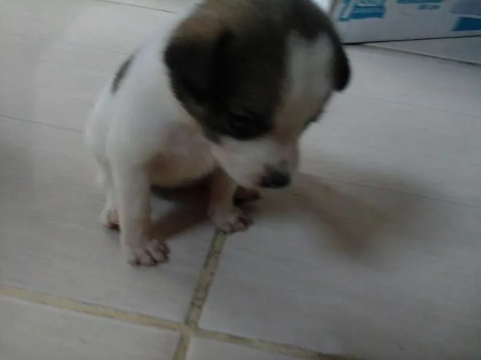 Cachorro raça  idade Abaixo de 2 meses nome filhotes