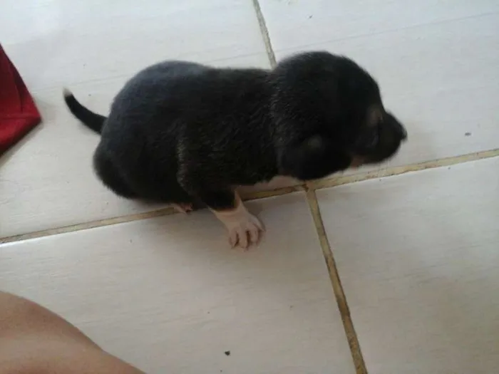 Cachorro raça  idade Abaixo de 2 meses nome filhotes