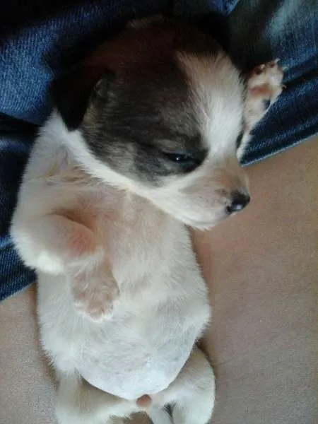 Cachorro raça  idade Abaixo de 2 meses nome filhotes