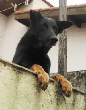 Cachorro raça Pastor Alemão idade 6 ou mais anos nome JHONNY
