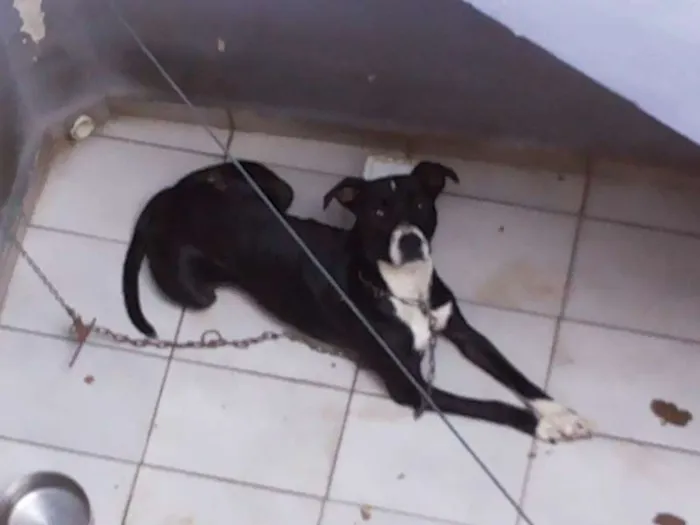 Cachorro ra a Boxer idade 1 ano nome Alice