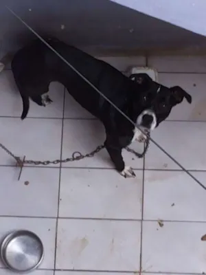 Cachorro raça Boxer idade 1 ano nome Alice