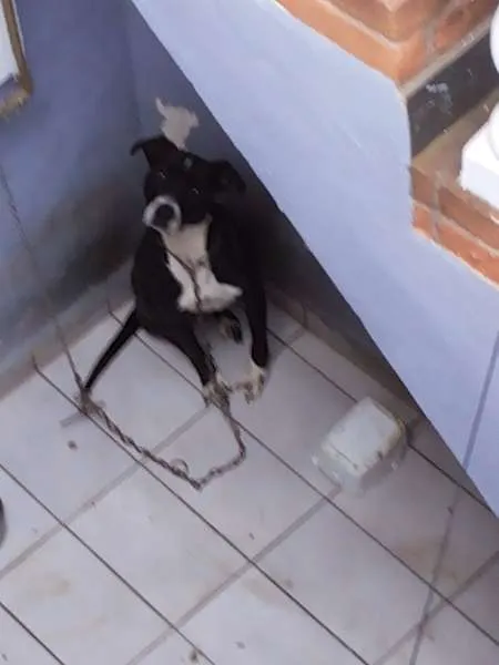 Cachorro ra a Boxer idade 1 ano nome Alice