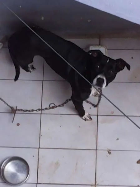 Cachorro ra a Boxer idade 1 ano nome Alice