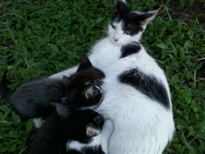 Gato ra a SRD idade Abaixo de 2 meses nome Ursinha