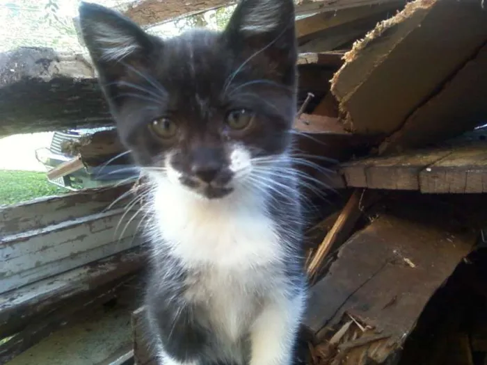 Gato ra a SRD idade Abaixo de 2 meses nome Ursinha