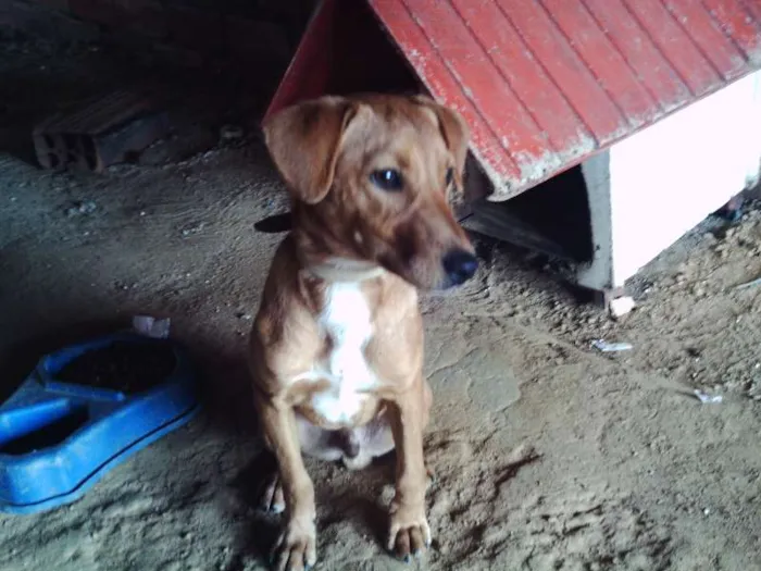 Cachorro raça vila lata idade 2 a 6 meses nome Duque