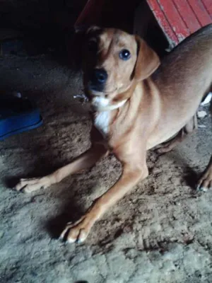 Cachorro raça vila lata idade 2 a 6 meses nome Duque