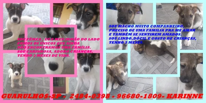 Cachorro ra a SRD idade 2 a 6 meses nome FILHOTES DE 3 MESES