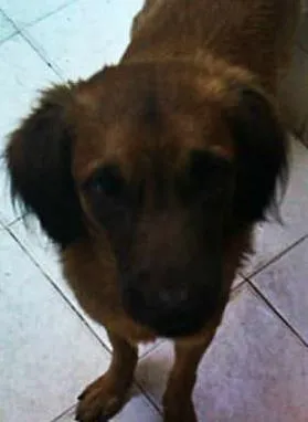 Cachorro raça Vira Lata idade 2 a 6 meses nome Sansão