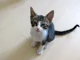 Tico