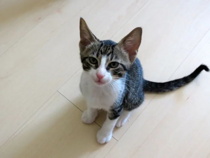 Gato ra a SRD idade 2 a 6 meses nome Tico