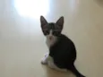 Tico