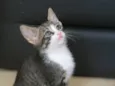 Tico