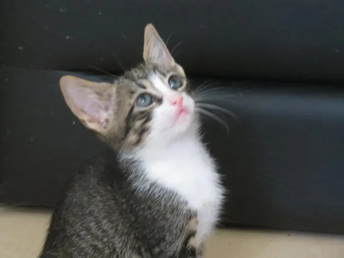 Gato ra a SRD idade 2 a 6 meses nome Tico