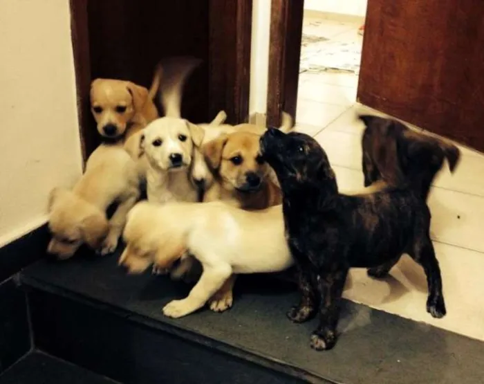 Cachorro ra a VÁRIOS E LABRADOR idade 2 a 6 meses nome BEBES CAMPINAS