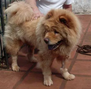 Cachorro raça Chow Chow idade 2 anos nome  Chow Chow PARANÁ
