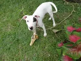 Cachorro ra a Pit-Bull misturado idade 2 a 6 meses nome pirata