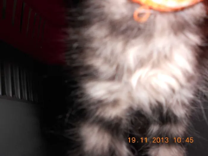 Gato raça mista idade 2 a 6 meses nome gatitos