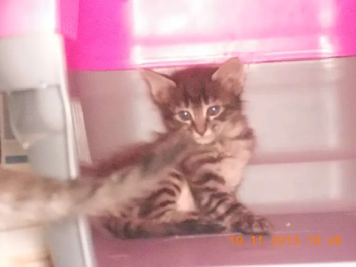 Gato raça mista idade 2 a 6 meses nome gatitos