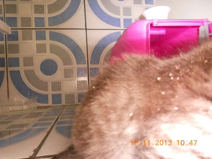 Gato raça mista idade 2 a 6 meses nome gatitos