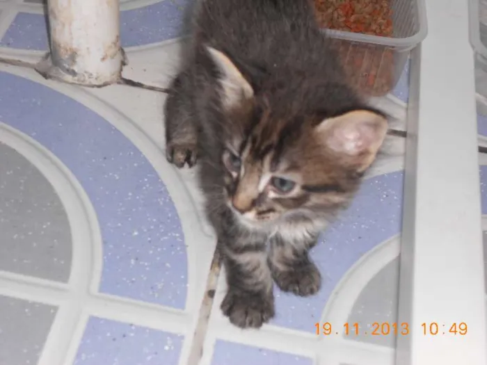 Gato raça mista idade 2 a 6 meses nome gatitos