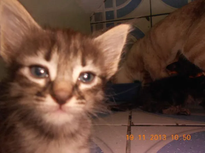 Gato raça mista idade 2 a 6 meses nome gatitos