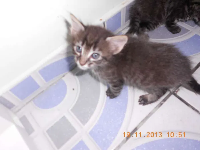 Gato raça mista idade 2 a 6 meses nome gatitos