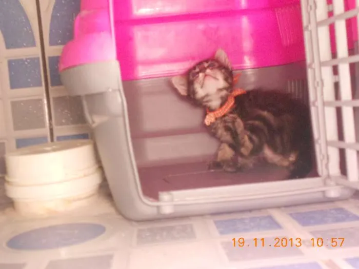 Gato raça mista idade 2 a 6 meses nome gatitos