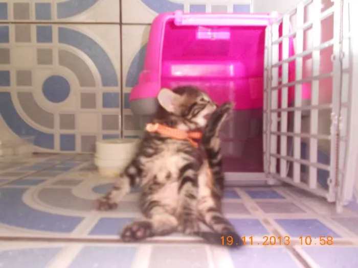 Gato raça mista idade 2 a 6 meses nome gatitos