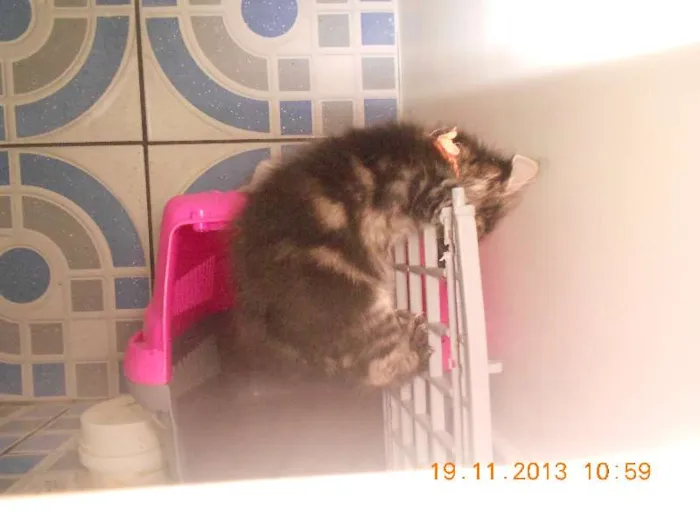 Gato raça mista idade 2 a 6 meses nome gatitos