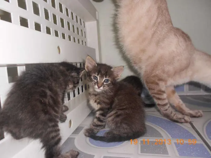 Gato raça mista idade 2 a 6 meses nome gatitos