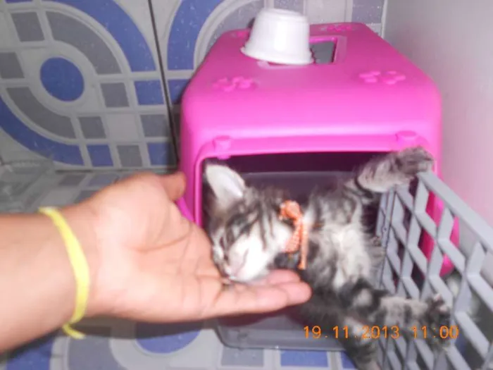 Gato raça mista idade 2 a 6 meses nome gatitos