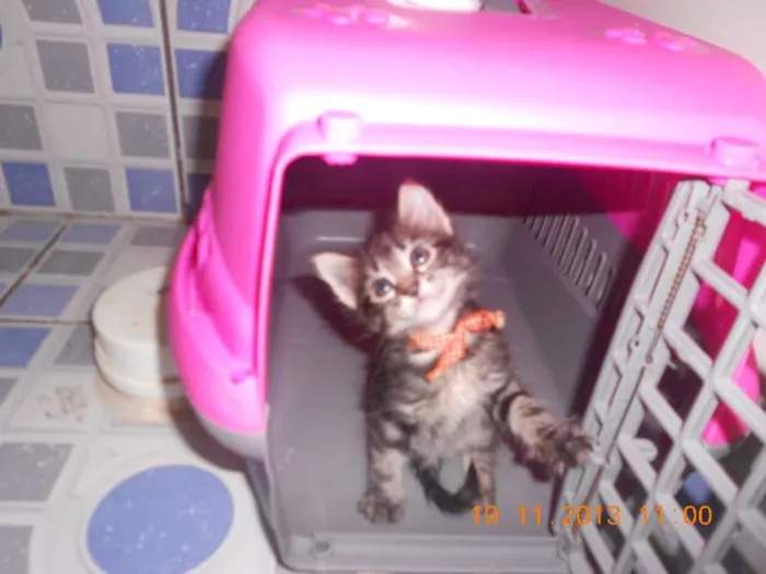 Gato raça mista idade 2 a 6 meses nome gatitos