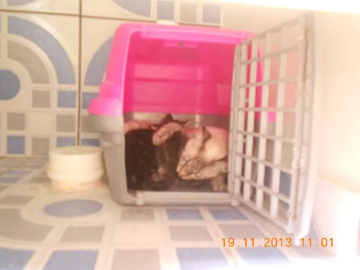 Gato raça mista idade 2 a 6 meses nome gatitos