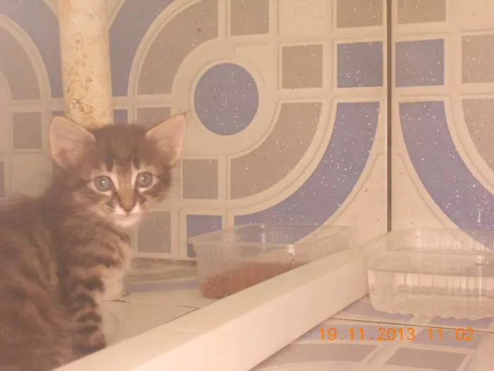 Gato raça mista idade 2 a 6 meses nome gatitos