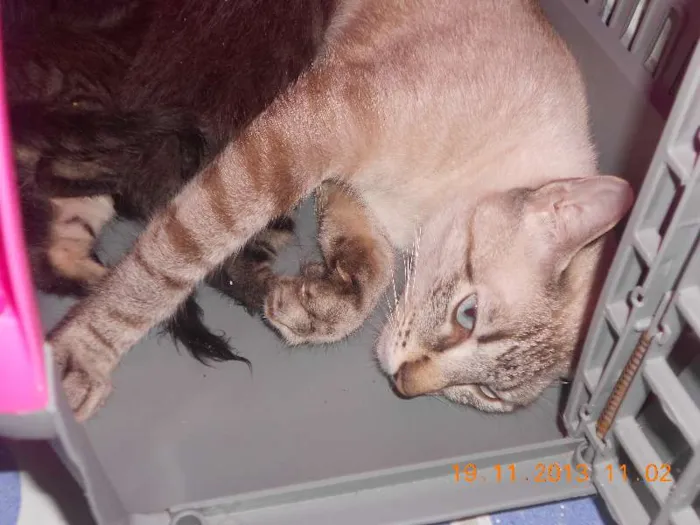 Gato raça mista idade 2 a 6 meses nome gatitos