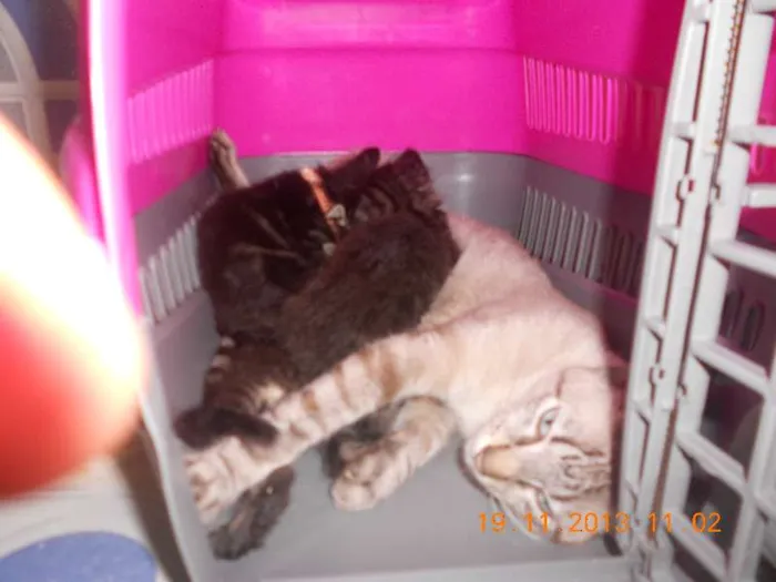 Gato raça mista idade 2 a 6 meses nome gatitos