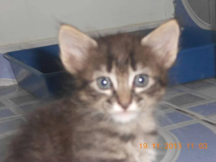 Gato raça mista idade 2 a 6 meses nome gatitos