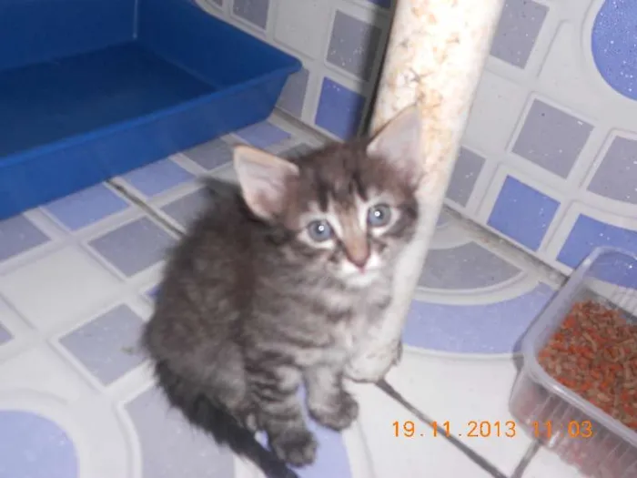 Gato raça mista idade 2 a 6 meses nome gatitos