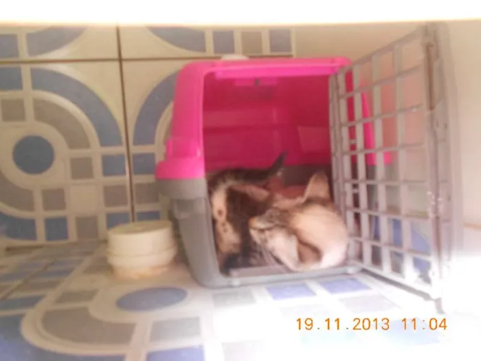 Gato raça mista idade 2 a 6 meses nome gatitos