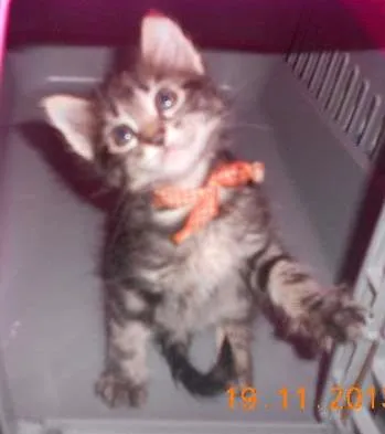 Gato raça mista idade 2 a 6 meses nome gatitos