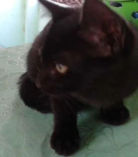 Gato raça NRD idade 2 a 6 meses nome Pretinho 