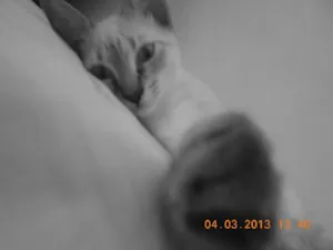 Gato raça mista idade 2 a 6 meses nome gatitos